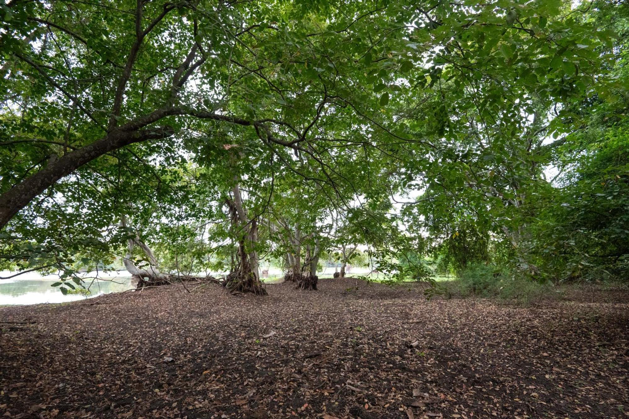 Ayurvedic Lanka Wellness Hotel Moragaswewa Eksteriør bilde